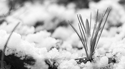 Close-up of a plant sprout piercing through the ground surrounded by snow (black and white)