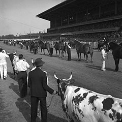 Two rows of men are holding the bridles of oxen and horses. They are all parading in front of a large viewing stand.